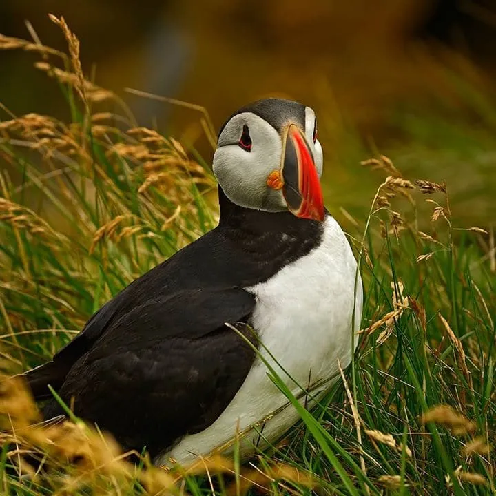 ภาพจากทริป Iceland Summer