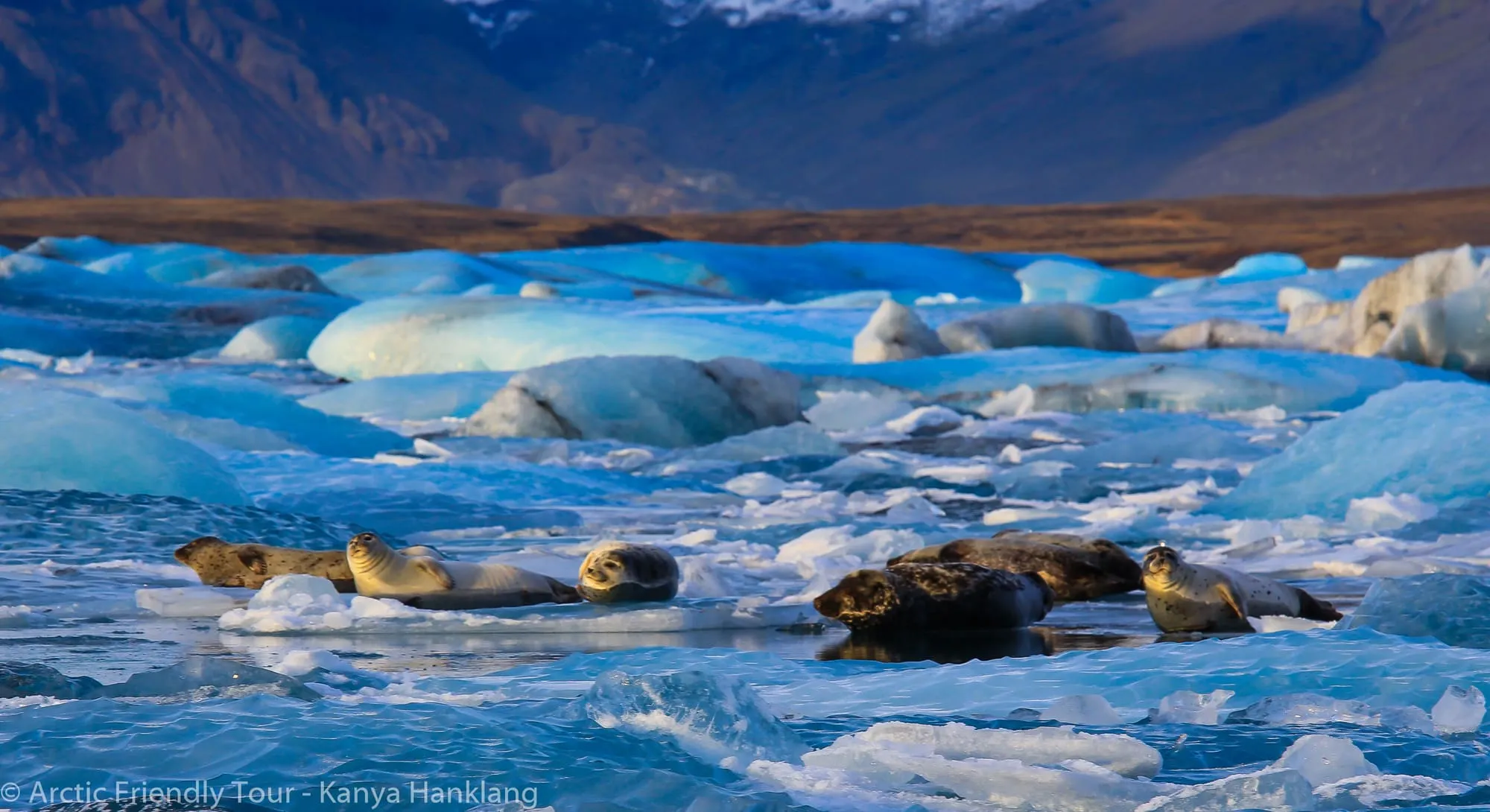 ฝูงแมวน้ำนอนบนก้อนน้ำแข็งสีฟ้าในทะเลสาบ Jökulsárlón